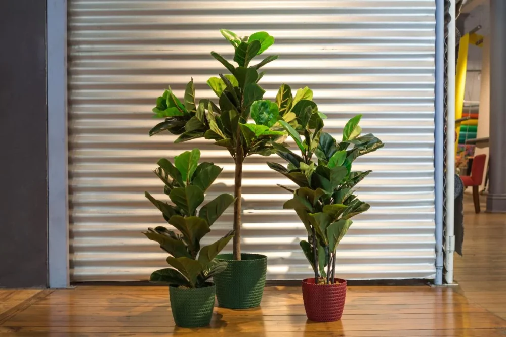 Planta Hoja Higuera - Imagen 2